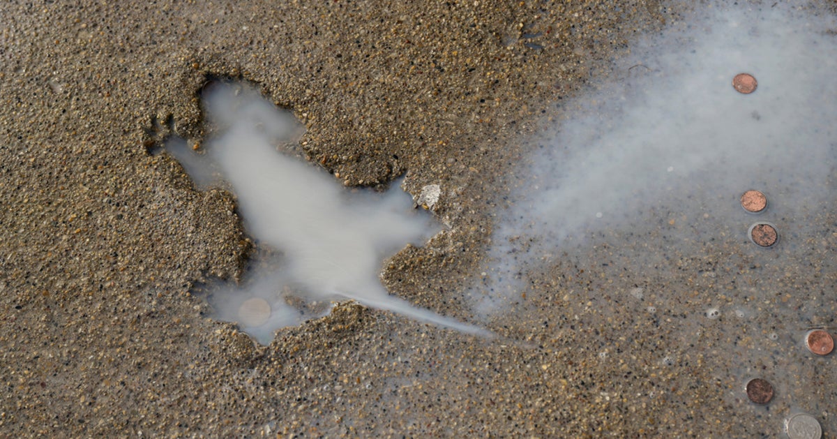 Researchers Discover Shocking Truth About Chicago’s ‘Rat Hole’