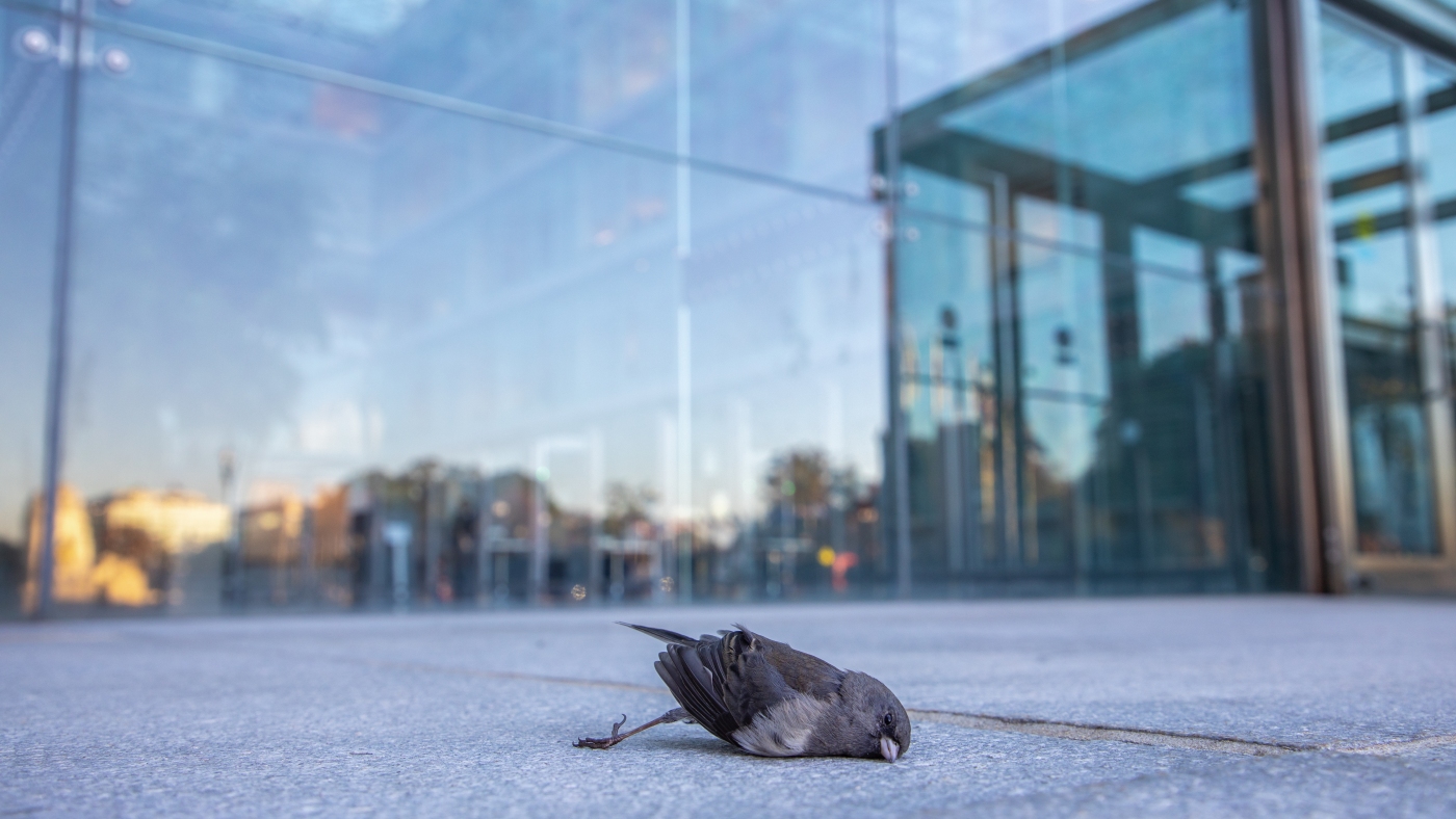 As hundreds of millions of birds head south, the invisible danger is glass