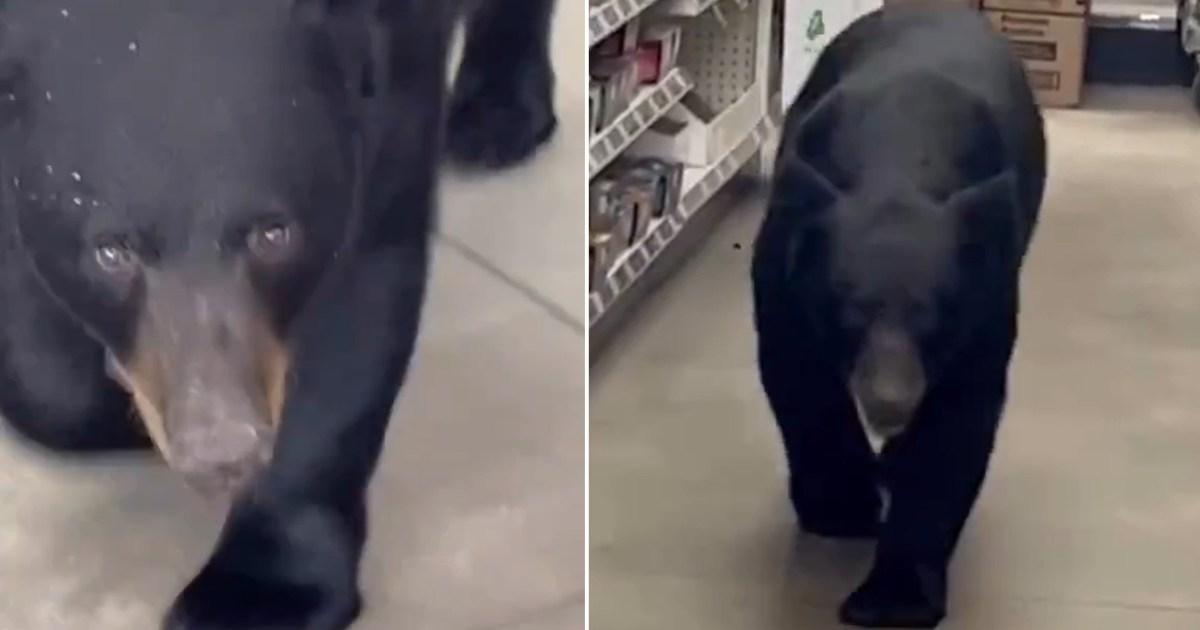 Bear attacks woman, 90, after wandering into shop during rampage in New Jersey