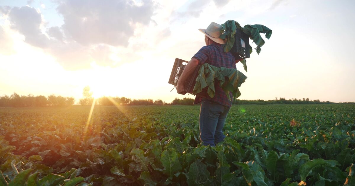 Republican farmer says immigration raids are decimating his work force