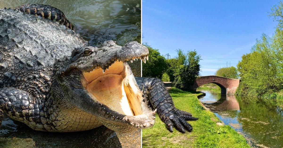 Mystery of ‘crocodile’ spotted in UK river solved after police’s ‘strangest appeal ever’