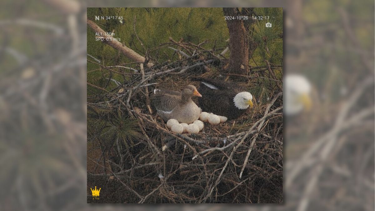 Image of goose and bald eagle in same nest is for the birds