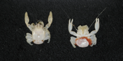 Almond-sized crab and tiny lantern shark discovered in Australia