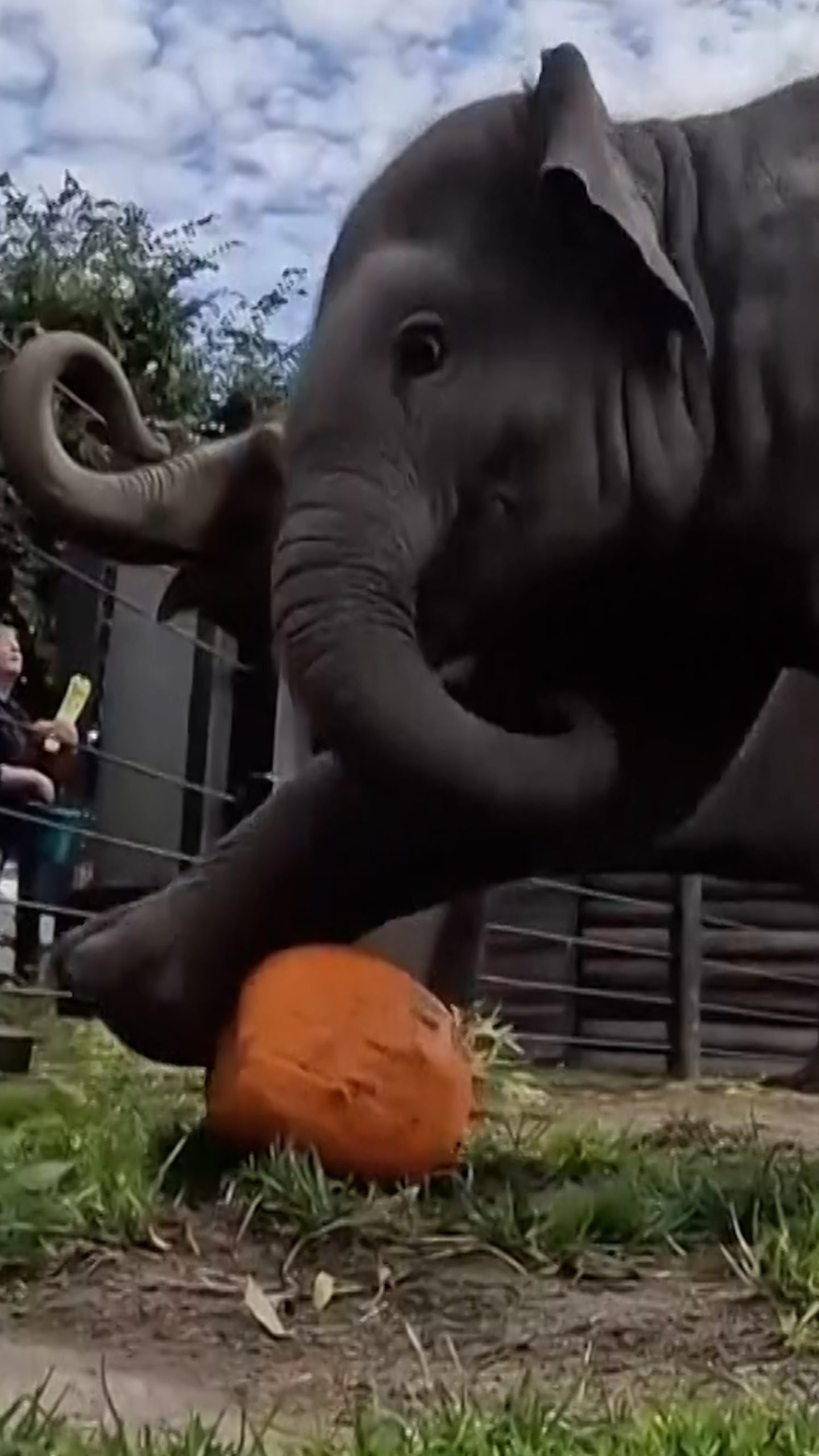 Baby elephant plays with pumpkin at annual fall event