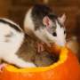 Rare virus transmitted by rats infects woman in Germany: Study links it to private pet rat breeding facility