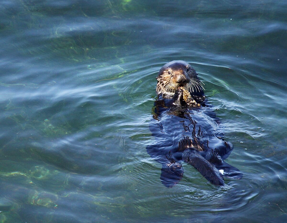 Sea otter harasses California surfers, stealing their surfboards?