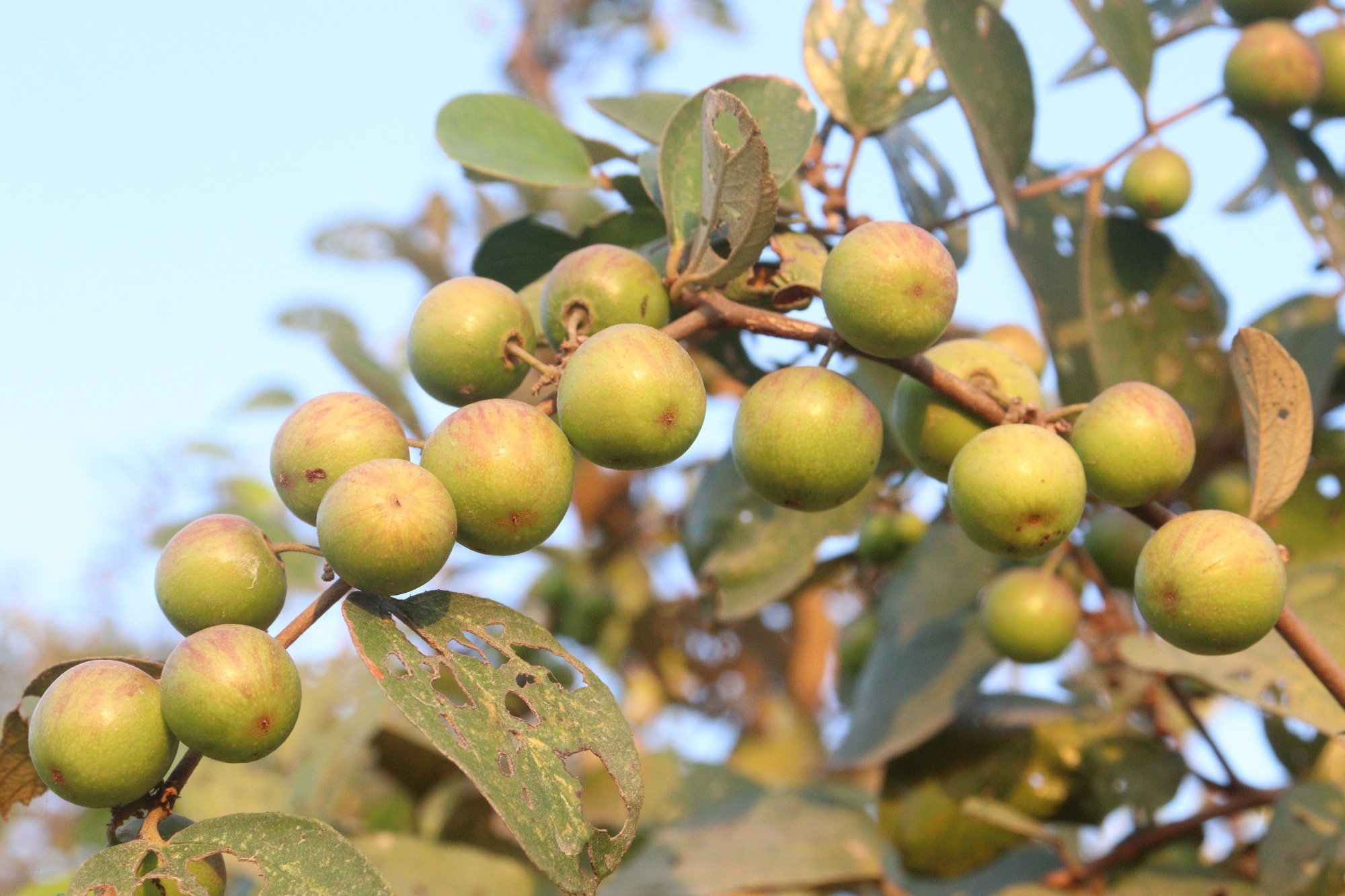 Scientists identify Bidara leaf extracts as the most effective natural antimicrobial source