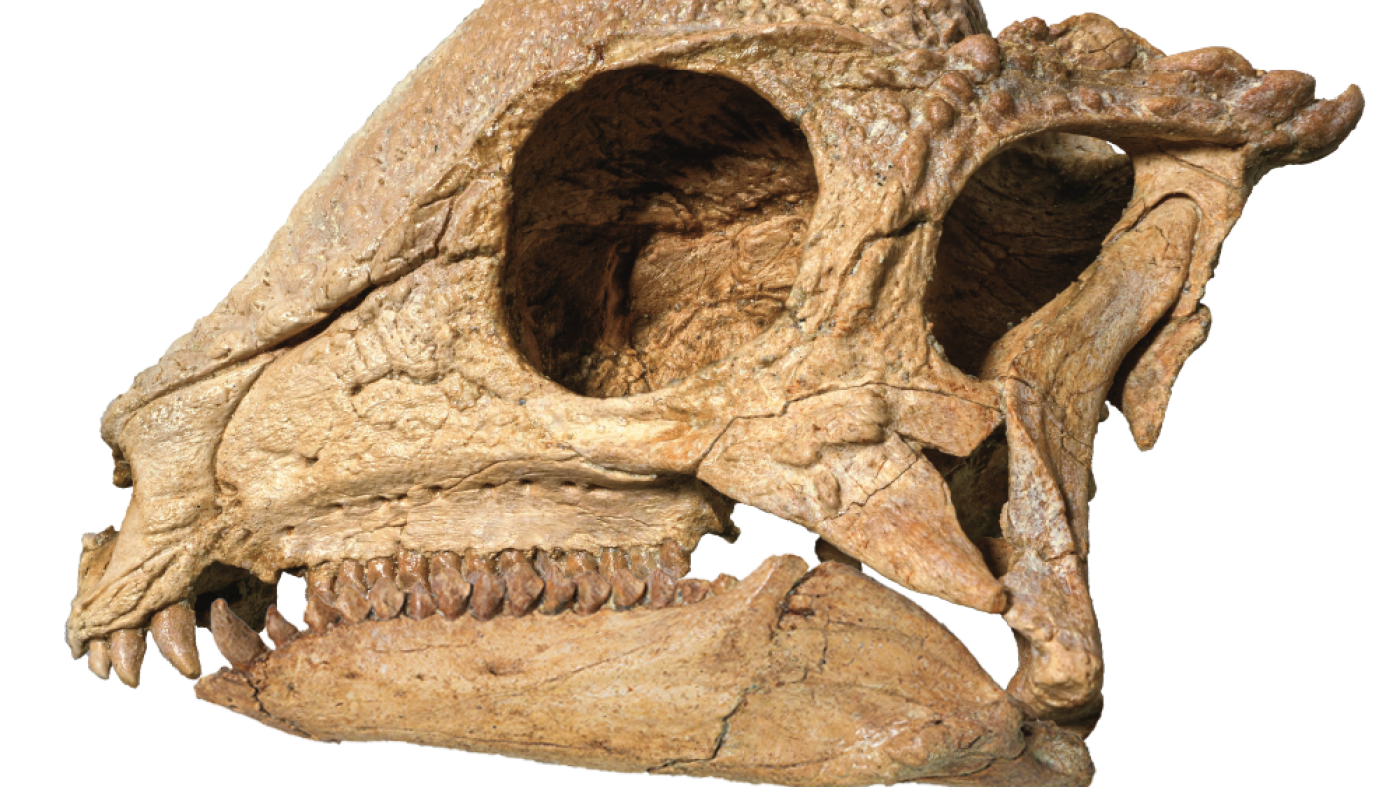 This ‘magical’ dinosaur specimen emerged from the ground like a polished jewel