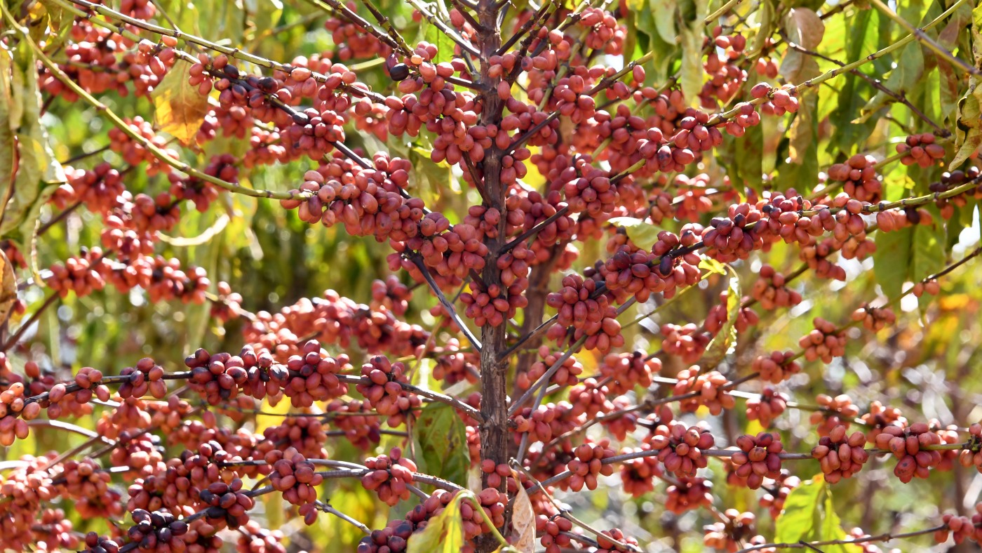 Coffee-driven deforestation is making it harder to grow coffee, watchdog group says