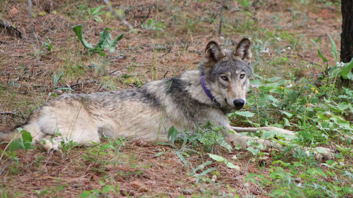 California euthanizes 4 gray wolves after ‘unprecedented’ surge in livestock kills