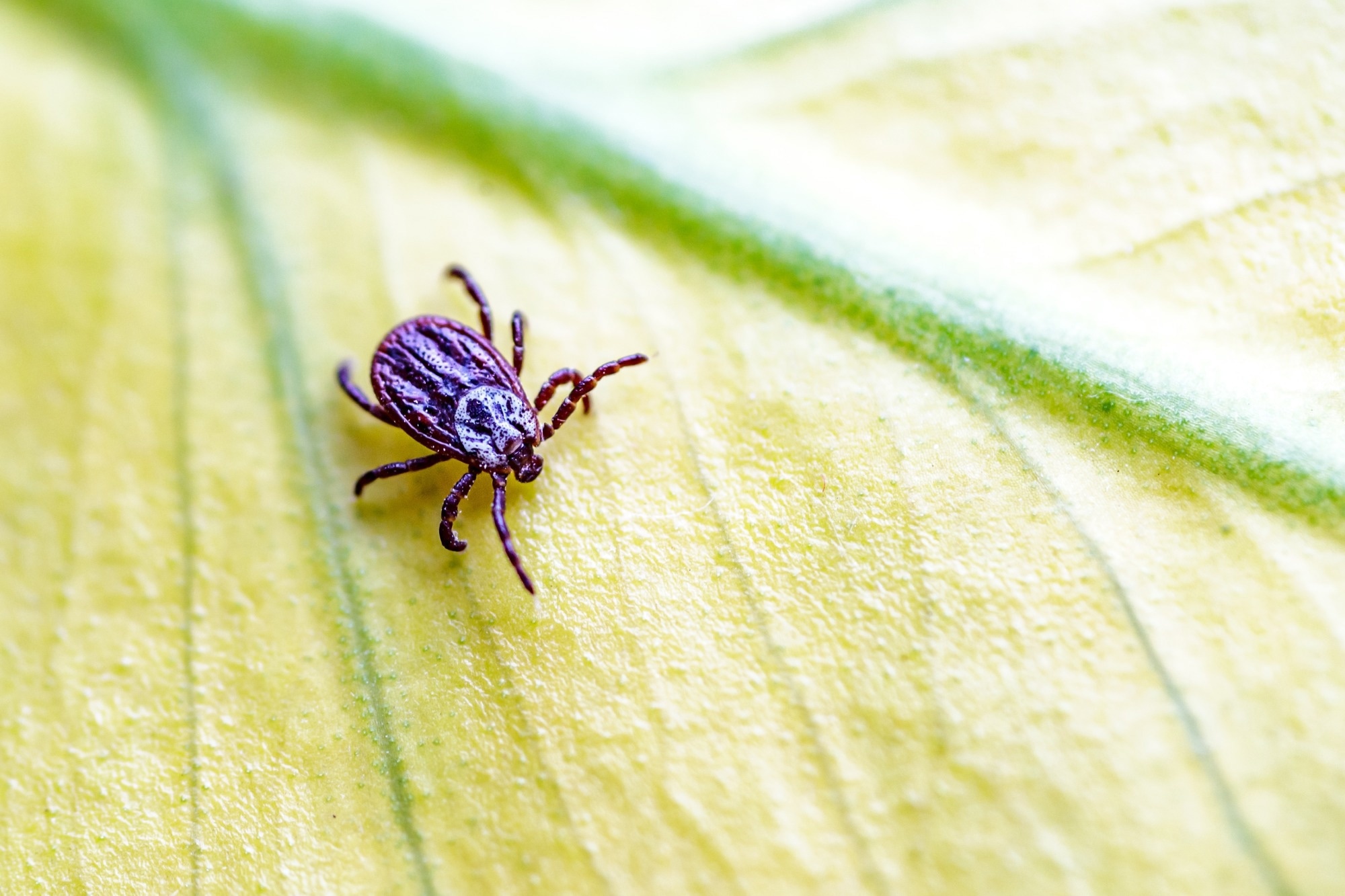 Most Americans risk Lyme disease in their own backyards by skipping simple tick prevention