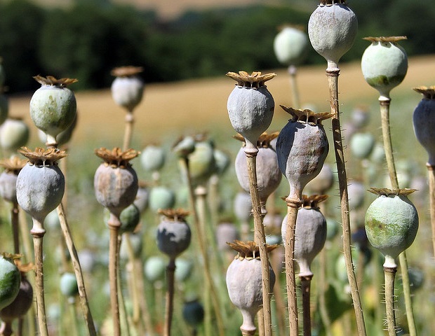 Research shows a decline in opioid dispensing across Canadian provinces