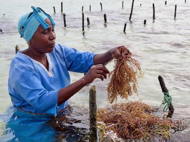 Zanzibar is seeing a seaweed boom. Can the women collecting it cash in?