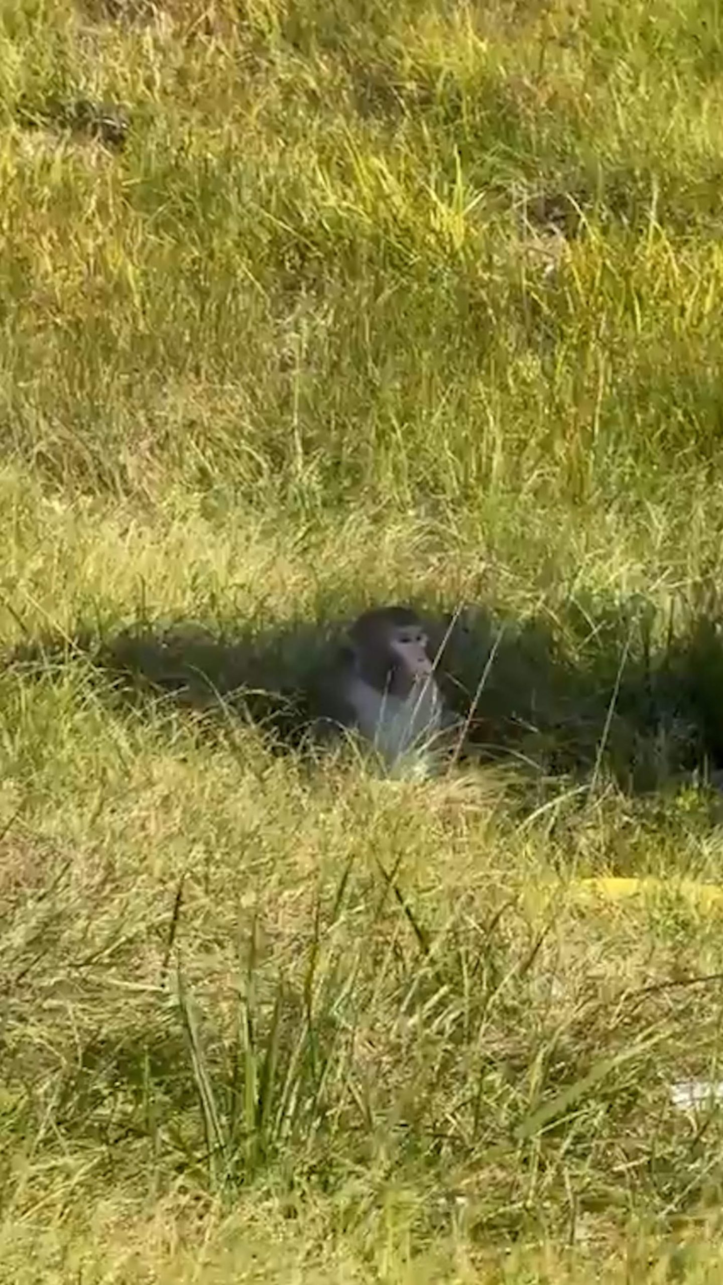 Truck transporting monkeys crashes in Mississippi