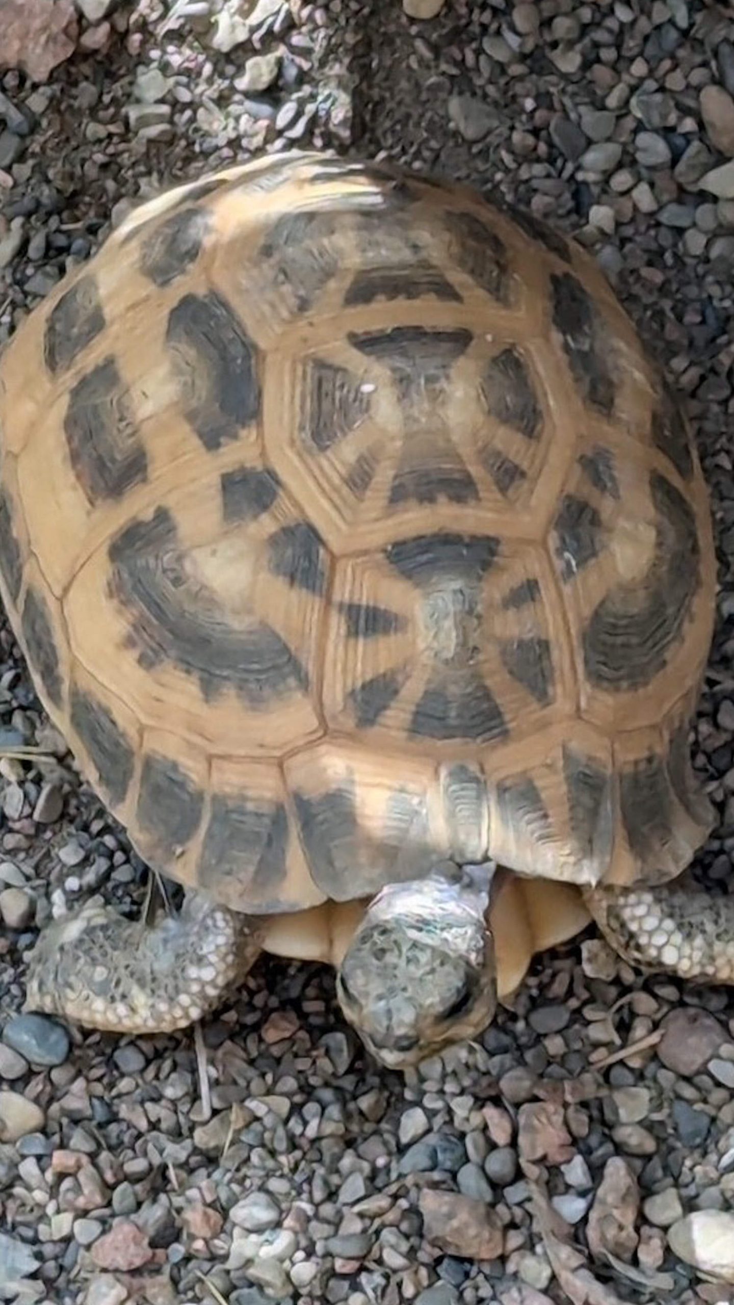 Police hunt for suspects after rare tortoises stolen