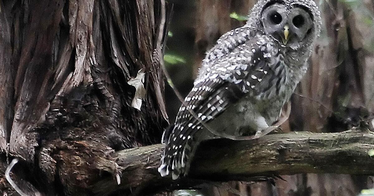 Plan to kill 450,000 owls creates odd political bedfellows — loggers and environmentalists