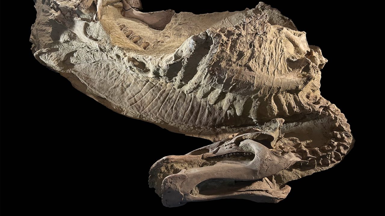 First-ever ‘mummified’ and hoofed dinosaur discovered in Wyoming badlands