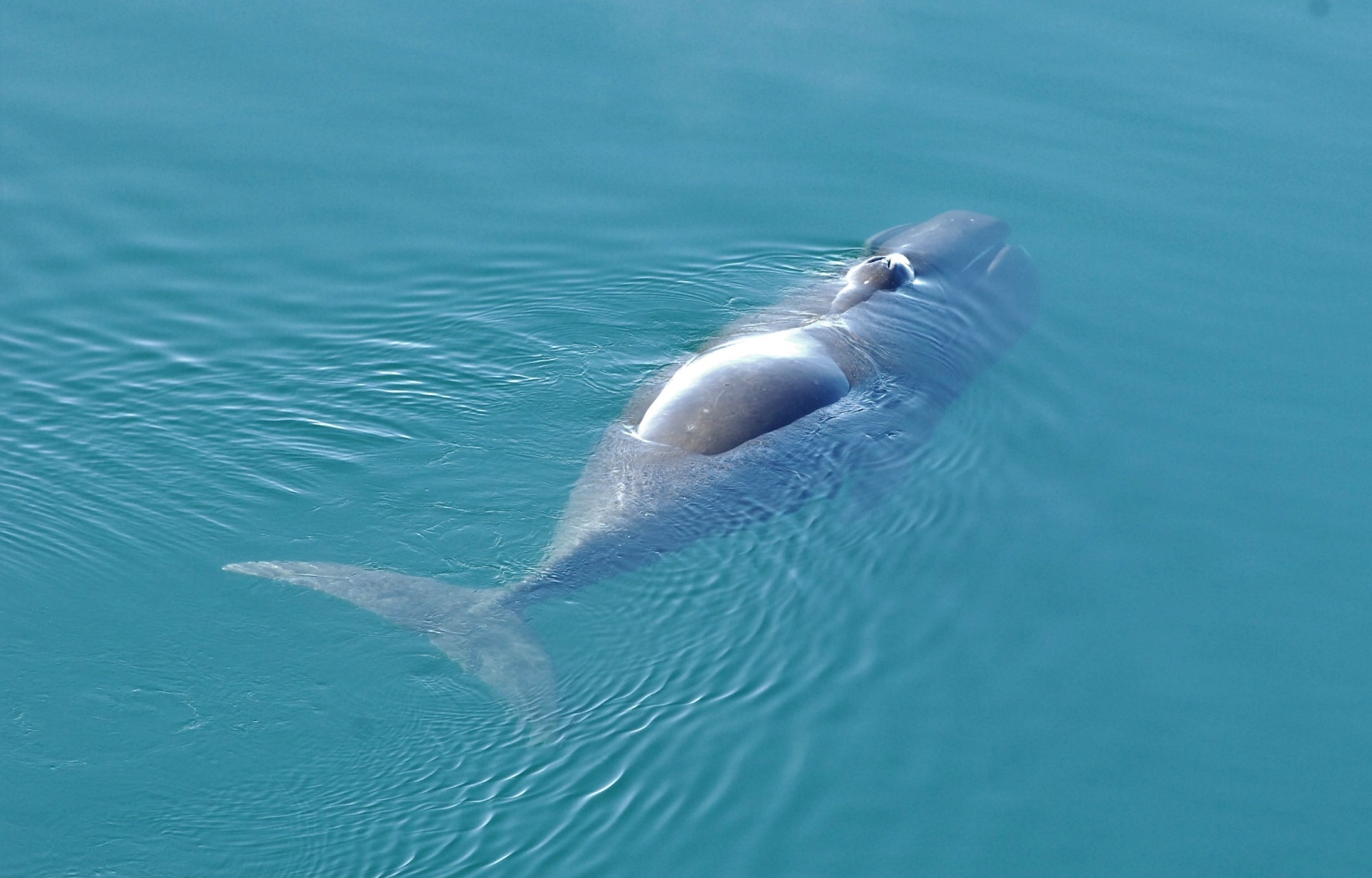 Bowhead whale’s secret to long life revealed: precision DNA repair may hold clues for human aging