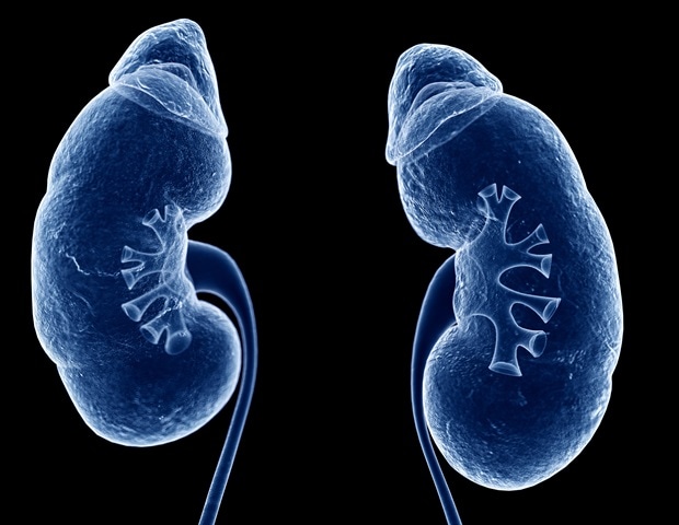 Mutated RIG-I receptor causes kidney inflammation through Y-RNA activation