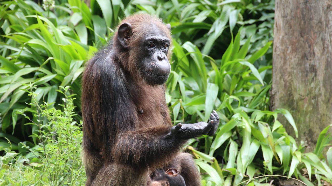 Chimps ‘think about thinking’ in order to weigh evidence and plan their actions, new research suggests