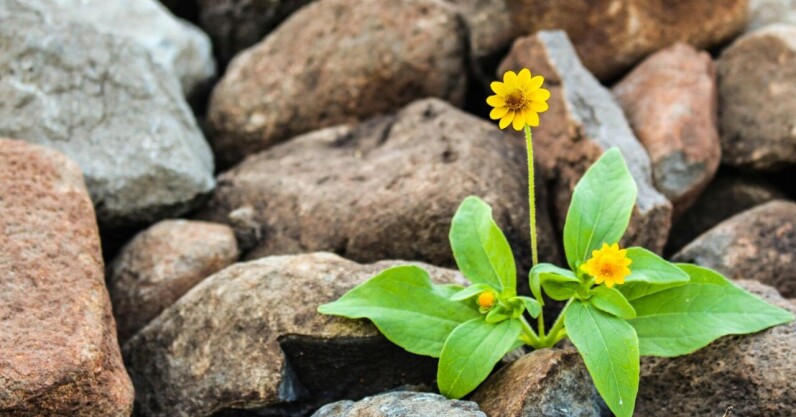 Startup wisdom: Why resilience is the most underrated metric in startup success