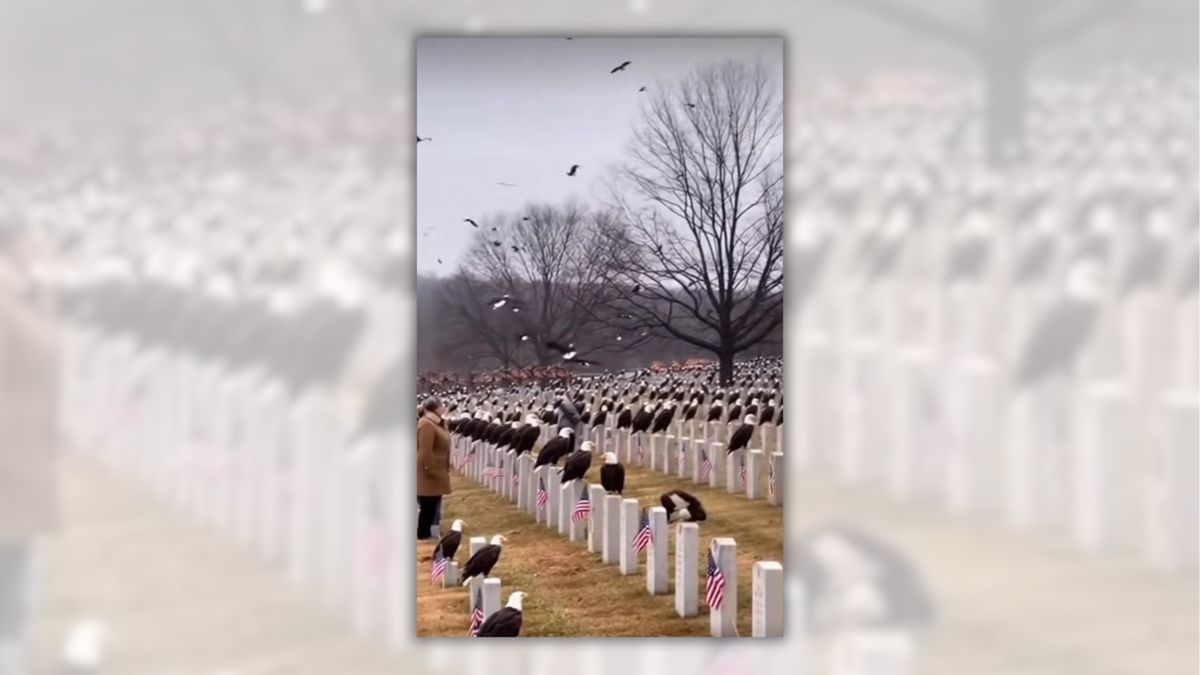 Video shows thousands of bald eagles at Missouri veterans cemetery?