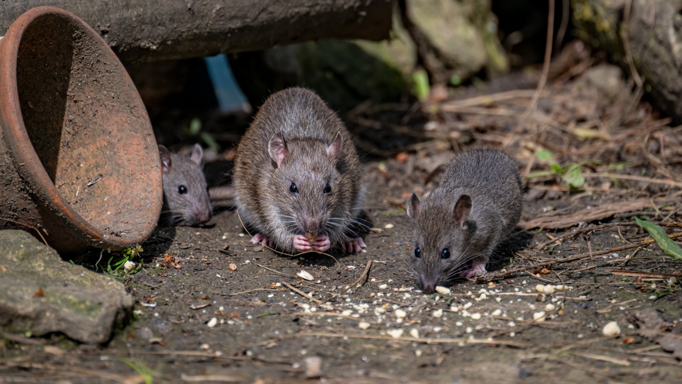 Too many rats? Birth control is one city’s answer