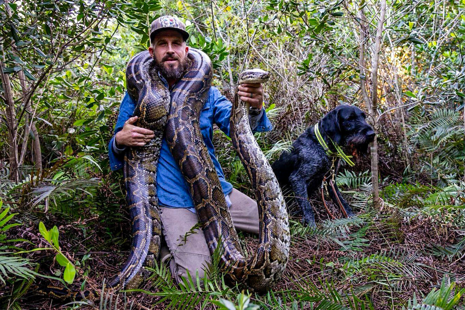 Was a hunting stand set up to target Tweety McTreason? The ‘Python Cowboy’ has doubts