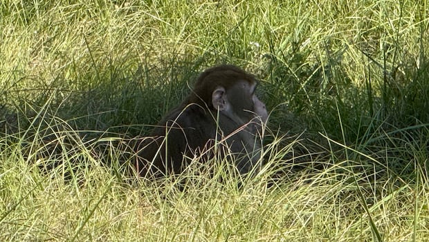 A monkey that escaped from an overturned truck has been fatally shot by Mississippi mom
