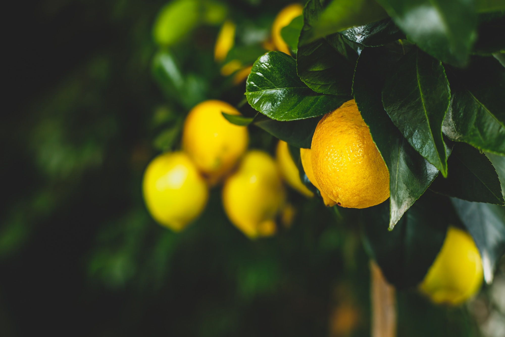 Research shows citrus and grape compounds may protect against type 2 diabetes