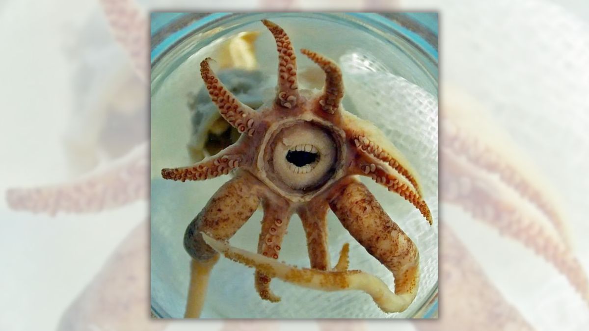 Does this image show real ‘little sea monster’?