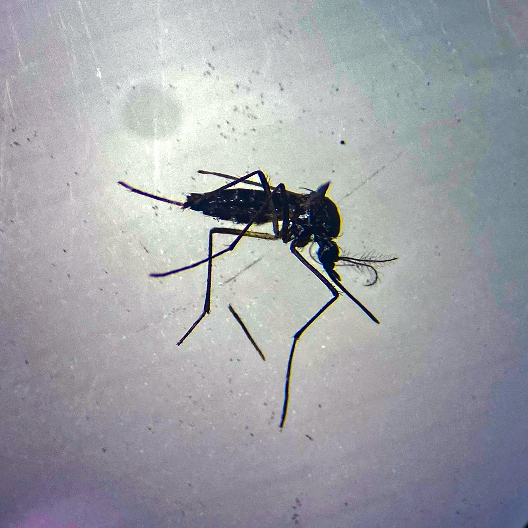 The Editor Got a Letter From ‘Dr. B.S.’ So Did a Lot of Other Editors.