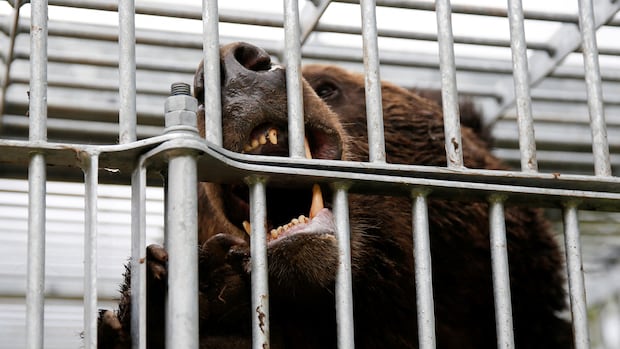 Japan sends in the military to deal with surge in bear attacks