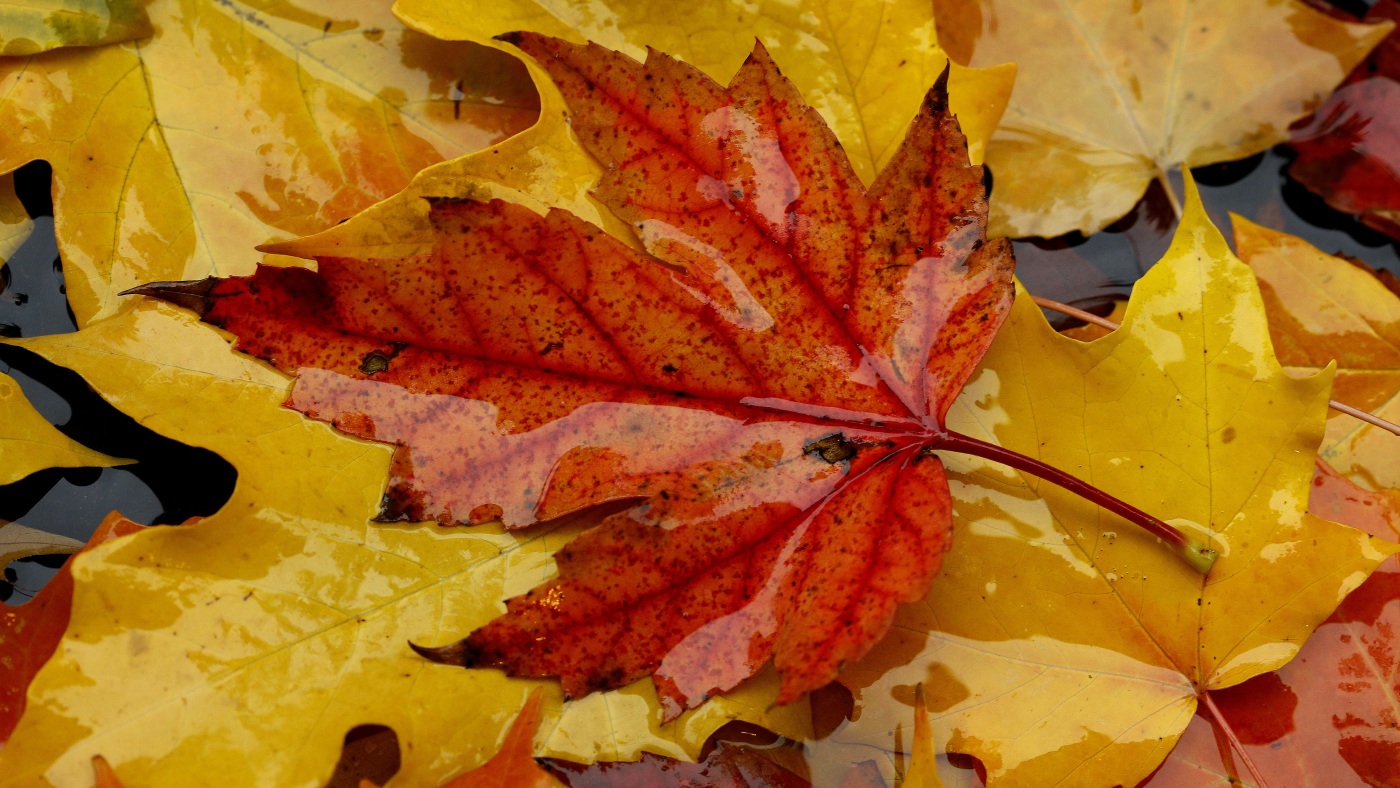 Why do only some leaves turn red in the fall? Scientists can’t agree on an answer