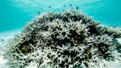 Great Barrier Reef may partially recover from ‘grim future’ if global warming stays below 2C