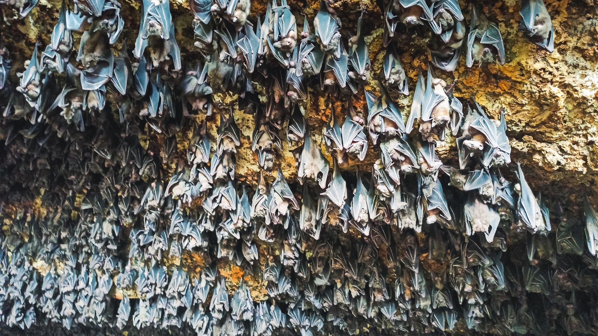 How a few bat clades, not all, shape global spillover risk