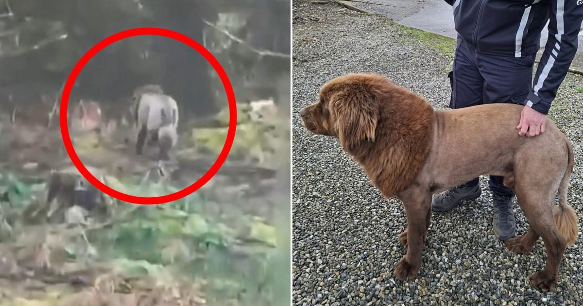 Mystery of the ‘lion’ spotted roaming through East Clare woods has been solved