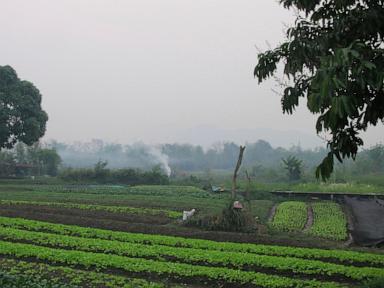 American man and son die after suffering stings from swarm of wasps ziplining in Laos