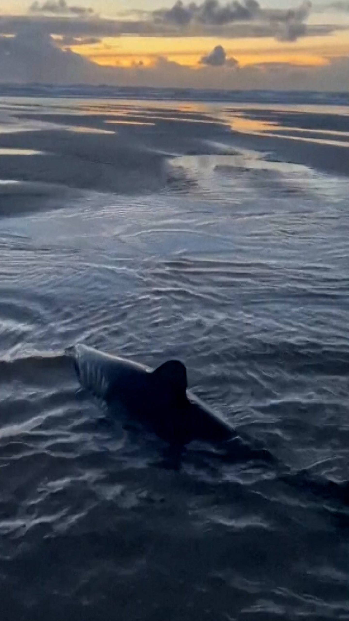 Woman saves shark stranded on an Oregon beach