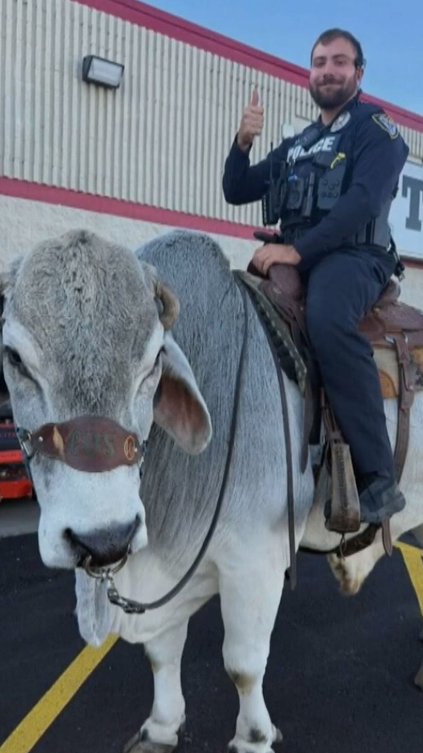 Man and his bull named Gus were ‘pulled over’ by police