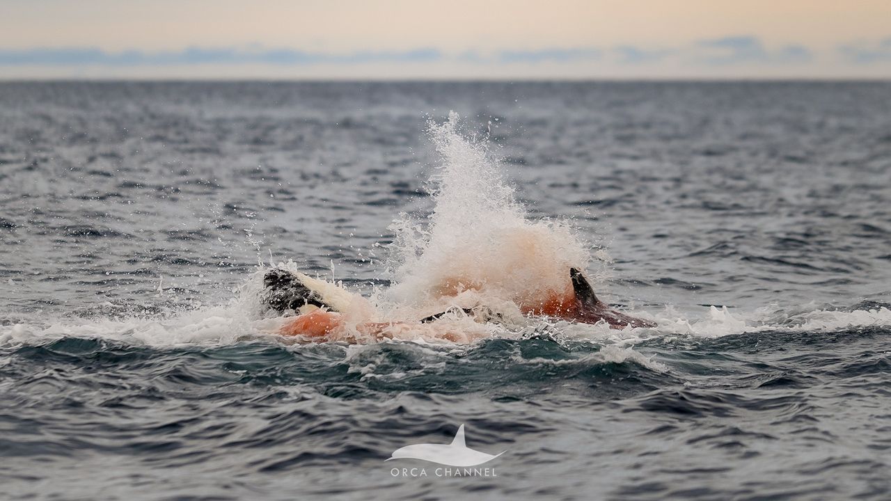 Incredible, first-of-their-kind images show an orca being born in Norway — and the rest of its pod forming a protective circle