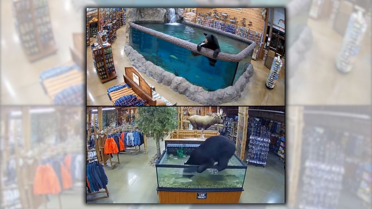 Did a bear break into Bass Pro Shops store and raid the fish tank?