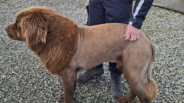 The ‘lion’ filmed roaming the Irish countryside is a Newfoundland dog named Mouse