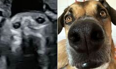 Mom-to-be stunned to see scan of her baby looks exactly like her DOG