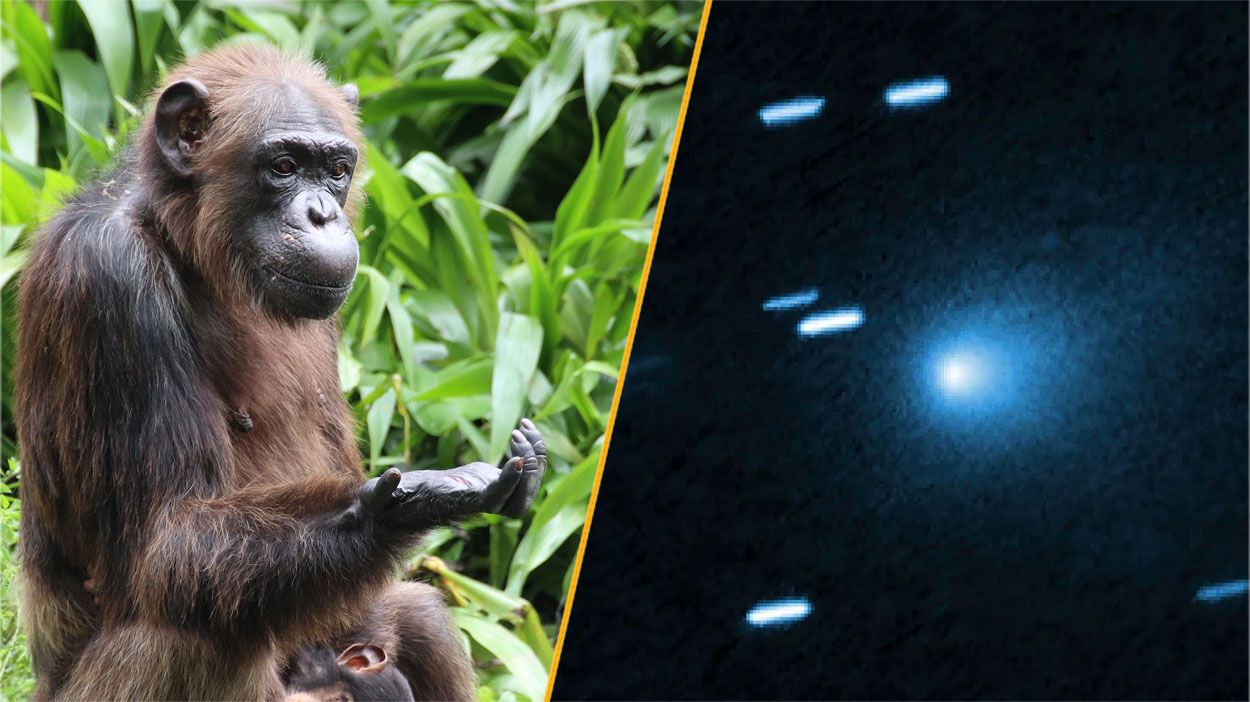 Science news this week: Thinking chimps and color-changing comets