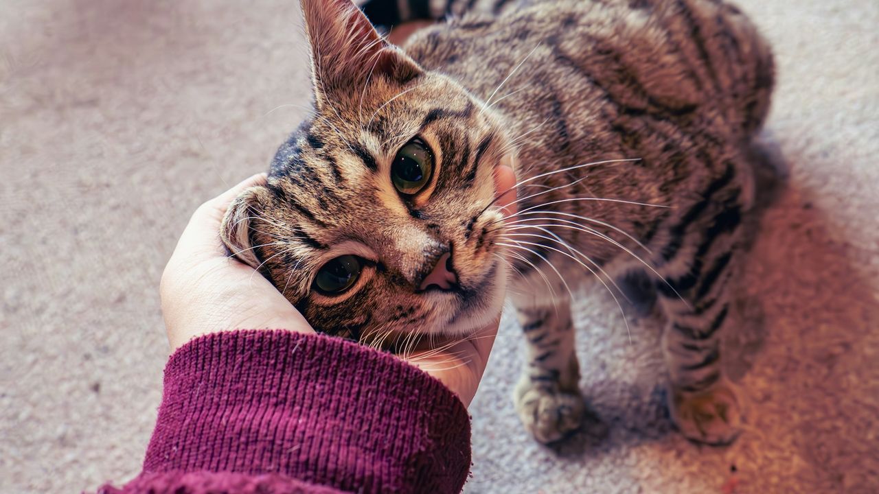 Can you speak cat? Scientists develop quiz that reveals how well you understand our feline friends