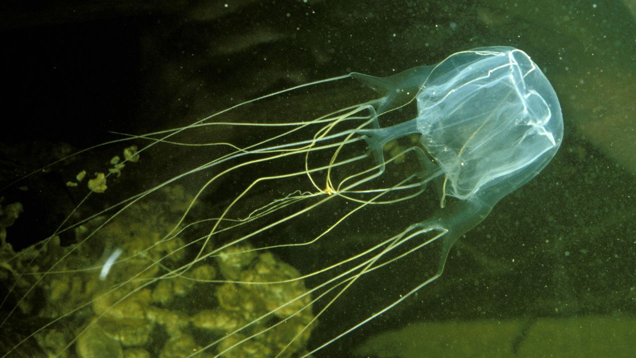 Can brainless animals think?