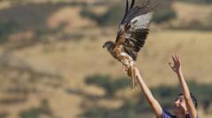 Back from the brink: UK red kites aid Spanish cousins