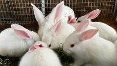 Government sets out plan to phase out animal experiments