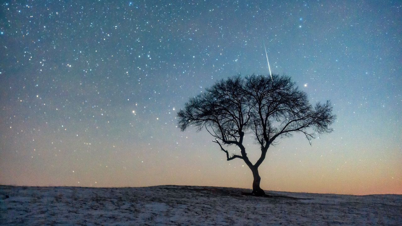 This week’s Leonid meteor shower could be one of the best in years. Here’s why.